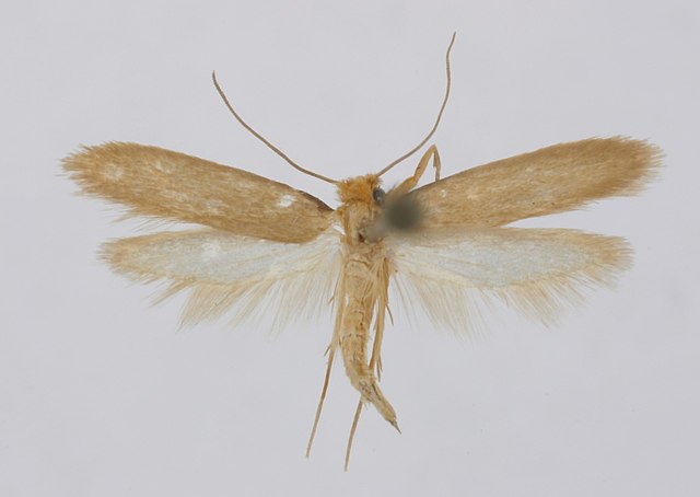 Clothes Moth